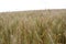 Missouri Wheat 2019 II