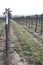 Missouri Wine Grape Canes 2023 VI