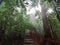 Mist along nature trail in tropical rainforest