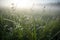 mist-covered meadow with dewdrop on the grass blade