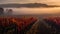 A mist-covered vineyard, grapevines ready for the season\'s harvest.