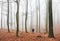 Mist covers the silhouette of the trees in autumn, Forest