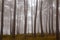 mist-draped forest, the haunting allure of tree trunks unfolds in soft, diffused light