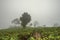 The mist that enveloped the tea garden