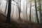 mist-filled forest with towering trees and fog rolling over the ground