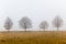 Mist Four Trees Landscape