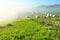 The mist and gers on the summertid grassland