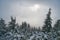 Mist over dwarf pines under Salatin peak in Low Tatras mountains during winter