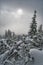 Mist over dwarf pines under Salatin peak in Low Tatras mountains during winter