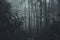 In the mist and rain forest, darkness