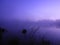 Mist in shades of purple as dawn breaks over swamp