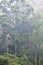 Mist Shrouded Forest