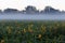 Mist wafting over sunflower field at forest, mystic fall landscape