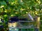 Misted glass bowl with water and aconitum flowers on a blurred background