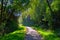 Misterious shady green alley with trees