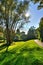 Misterious shady green alley with trees