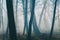 Misterious trees in the misty forest. T