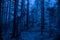 Mistery wood, blue color. Halloween background