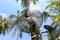 Misting fan spraying steam on coconut tree