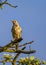 Mistle Thrush