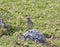 A mistle thrush is barely visible as it stands on a rock in a field