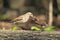 Mistle thrush feeding