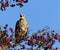 Mistle thrush singing in a berry tree