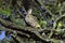 Mistle Thrush, turdus viscivorus, Adult standing on Branch, Normandy