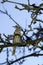 Mistle Thrush, turdus viscivorus, Adult standing in Tree, Normandy