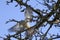 Mistle Thrush, turdus viscivorus, Adult taking off from Branch, Normandy