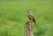 Mistle Thrush Turdus viscivorus bird