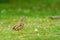 Mistle Thrush (Turdus viscivorus) standing to atention in the grass, taken in England