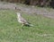 Mistle thrush in upright pose on lawn