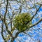 Mistletoe attached to a Tree