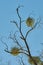 Mistletoe balls on branches of a tree, blue sky