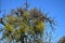 Mistletoe in a bare tree in early springtime