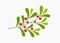 Mistletoe branch with red berries, Christmas plant symbol