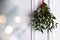 Mistletoe bunch with red ribbon hanging on light background, space for text. Bokeh effect