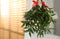 Mistletoe bunches with red bows hanging indoors, space for text. Traditional Christmas decor