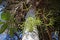 Mistletoe cactus on palm tree trunk, Rhipsalis baccifera, Rio