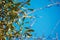 Mistletoe closeup with the blue sky on the background