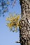 Mistletoe coming out of a pine trunk