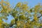 Mistletoe on convoluted tree