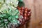 Mistletoe encased in ice with bokeh pinecone in the background - seasonal background