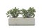 Mistletoe Fig, Mistletoe Rubber Plant or Ficus triangularis variegata in cement pot isolated on white background.