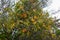 Mistletoe flowering at Woodgate Beach Queensland