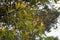 Mistletoe flowering at Woodgate Beach Queensland