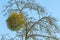 Mistletoe in a fruit tree in wintertime