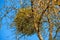 Mistletoe in a fruit tree in wintertime