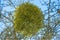 Mistletoe in a fruit tree in wintertime